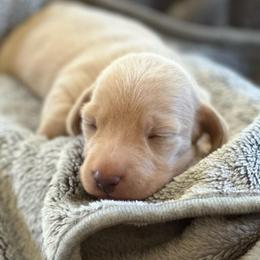 Harrison - Cream male Dachshund puppy in Palo Cedro, California from RK Doxies