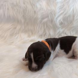 Orange - Liver roan male German Shorthaired Pointer puppy in Highland, Illinois from Big Daves Bird Dogs LLC,  BDBD