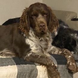 Freedom - English Springer Spaniel