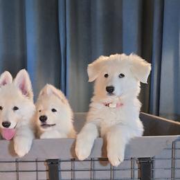 Shiloh Shepherd Puppies from Stunning Shiloh Shepherds