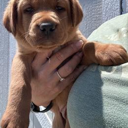 Yellow - Yellow female Labrador Retriever puppy in Newton Grove, North Carolina from Wayalife Labradors & Gsp’s