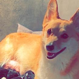 Pembroke Welsh Corgis from D&D P.W.Corgi's