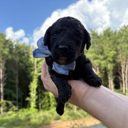 Captain Hook - Black male Goldendoodle puppy in Pittsburg, Texas from Peachy Pine Goldendoodles
