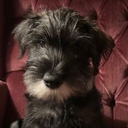 Light blue collar puppy - Pepper and salt female Standard Schnauzer puppy in Medina, Ohio from Nordic Sky- Standard Schnauzers