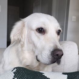 Nova - Golden Retriever