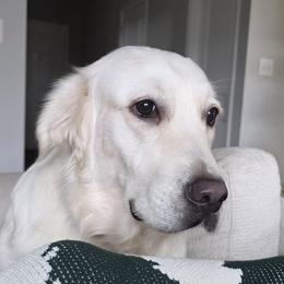 Nova - Golden Retriever