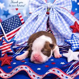Red Girl - Red female Boston Terrier puppy in San Antonio, Texas from JT Bostons
