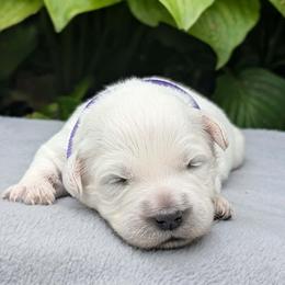 Millie - Light golden female Golden Retriever puppy in Walnut Grove, Missouri from Forever Your Puppies