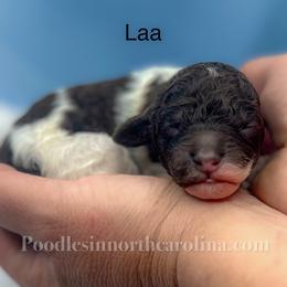 Laa - Parti male Poodle puppy in Greenville, North Carolina from Grace Poodles