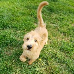 Eddie - Apricot male Goldendoodle puppy in Georgetown, Tennessee from Georgetown Designer & Purebred Puppies