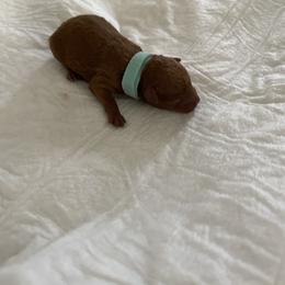 Teal blue - Red  male Poodle puppy in Bakersfield, California from Pups and Paws Toy Poodles