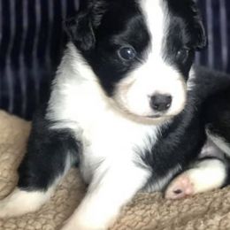 Miniature Australian Shepherds from Dixie Roots Ranch