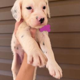 Amethyst - White and black female Dalmatian puppy in Bremen, Georgia from Clark’s Dalmatians