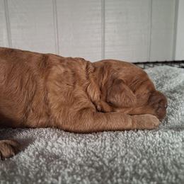 Chip - Red male Cavapoo puppy in Centerton, Arkansas from Velvet Paws Cavapoos
