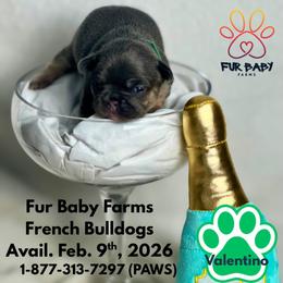 Valentino - Blue fawn male French Bulldog puppy in Michigan from Fur Baby Farms