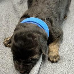 Boy 4-blue - Black and tan male German Shepherd puppy in Sharon Grove, Kentucky from Julie’s Shepherds