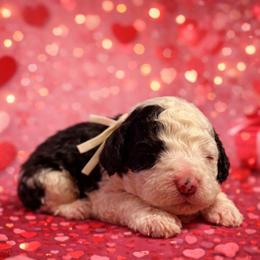 Cream - Black and white male Sheepadoodle puppy in Inman, South Carolina from Mossy Doodles LLC