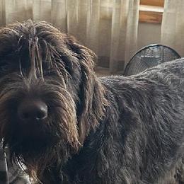 Finn - Wirehaired Pointing Griffon