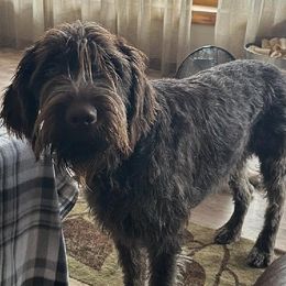 Finn - Wirehaired Pointing Griffon