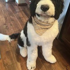 Saint Berdoodle Puppies from Badland St. Berdoodles LLC