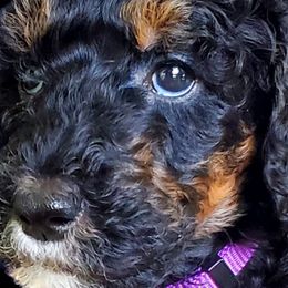 Scout - Poodle puppy in Manchester, Missouri from Perfect Poodles and Doodles LLC