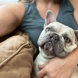 Sushi - French Bulldog