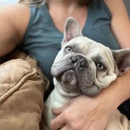 Sushi - French Bulldog