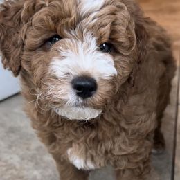 Goldendoodles from Stratford Doodles
