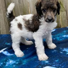 Poodle Puppies from L&K’s Standard Poodles