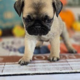 Hank - Fawn male Pug puppy in Arthur, Illinois from Perfect Pugs