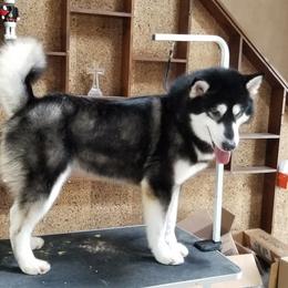 Ellie - Alaskan Malamute