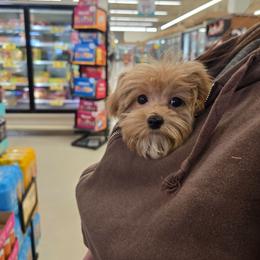 Gus - Apricot male Maltipoo puppy in Washington from Mt.BakerPoodles&Doodles
