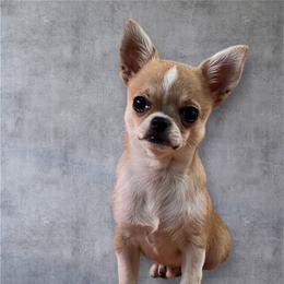 Pope - Fawn and white male Chihuahua puppy in Harlan, Iowa from Home Grown Chihuahuas From Iowa