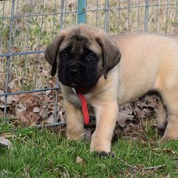 Mastiff Puppies from Mastiffs of Middle Earth