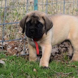 Mastiff Puppies from Mastiffs of Middle Earth