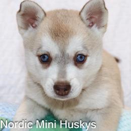 Girl 4 - Red and white female Alaskan Klee Kai puppy in Klamath Falls, Oregon from Nordic Mini Huskys