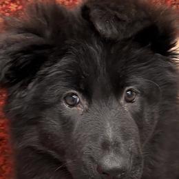 Red collar - Black female German Shepherd puppy in Aledo, Texas from OakSong German Shepherd Dogs