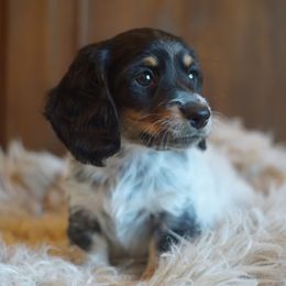 Dachshund Puppies from Dachshund Den