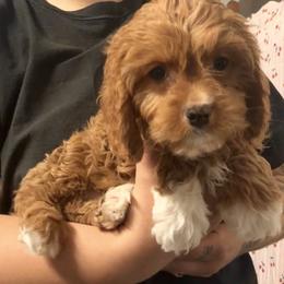 Clover (male - grey collar) - Red male Cavapoo puppy in Gilbert, Arizona from Azteddybeardoodles