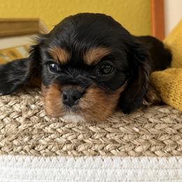 Rolo - Black and tan male Cavalier King Charles Spaniel puppy in Kidder, South Dakota from Continental Cavaliers