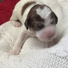 Bernedoodle, Cockapoo, and Goldendoodle Puppies from Avery Doodle Day LLC