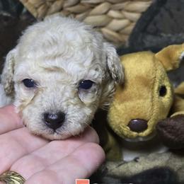 Fawn - Cream female Poodle puppy in West Point, Mississippi from Golden Paws
