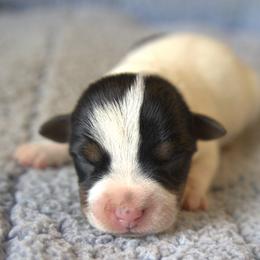 Wyatt - Tri-color male Jack Russell Terrier puppy in Menifee, California from Wendover Terriers