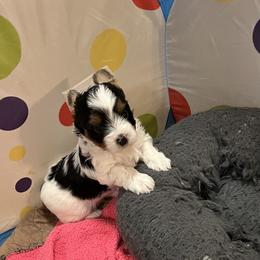 Energizer Bunny - Blue tan and white male Biewer Terrier puppy in Chester, South Carolina from Classic Biewers