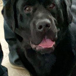 Labrador Retriever All Grown Up from Shadowhawk Labrador Retrievers