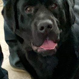 Labrador Retriever All Grown Up from Shadowhawk Labrador Retrievers