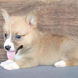 Elsa - Fawn female Pembroke Welsh Corgi puppy in Checotah, Oklahoma from Skoal Creek Corgi's