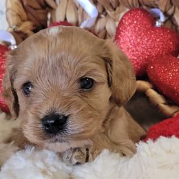 Aussiedoodle, Cavapoo, and Poodle Puppies from B&M Cottonwood Canines