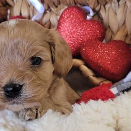 Aussiedoodle, Cavapoo, and Poodle Puppies from B&M Cottonwood Canines