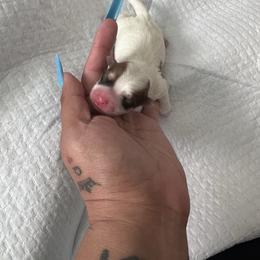 Peanut - White and tan male Morkie puppy in Arlington, Texas from Paw Paradise 82